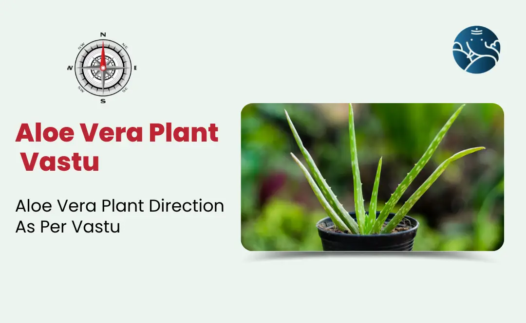 aloe-vera-plant-vastu-aloe-vera-plant-direction-as-per-vastu-bejan