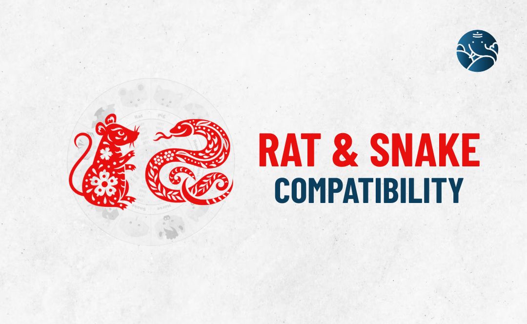 Rat and Snake Compatibility - Rat Snake compatibility