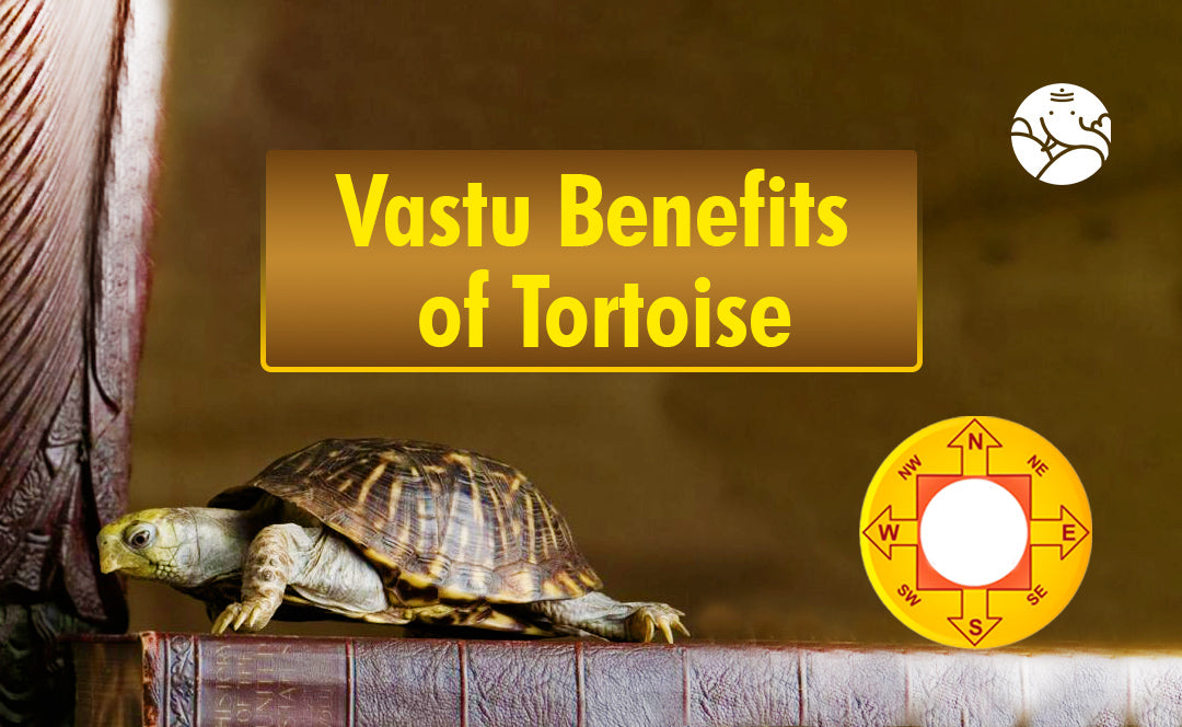 Vastu Benefits of Tortoise: Tortoise Benefits