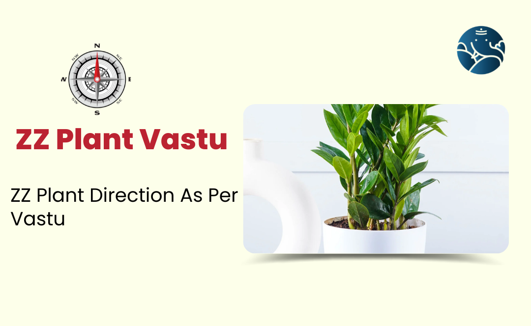 ZZ Plant Vastu: Zanzibar Gem Plant direction as Per Vastu