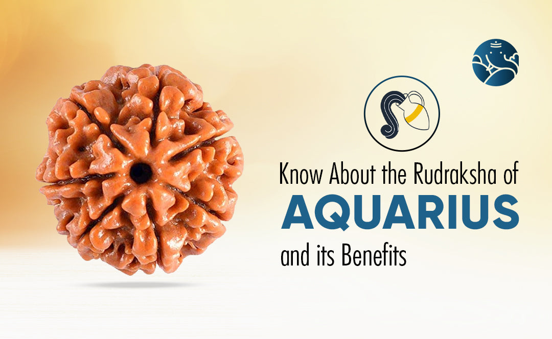 Know About the Rudraksha of Aquarius and its Benefits