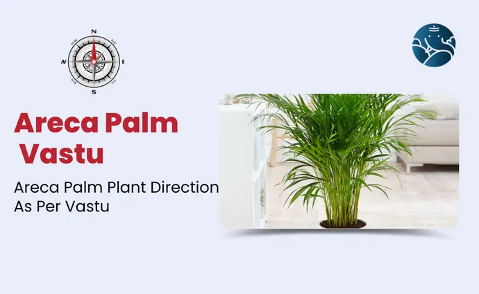 Areca Palm Vastu: Areca Palm Plant Direction As Per Vastu