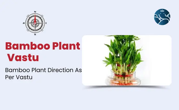 Bamboo Plant Vastu: Bamboo Plant Direction As Per Vastu