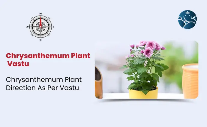 Chrysanthemum Plant Vastu: Chrysanthemum Plant Direction As Per Vastu