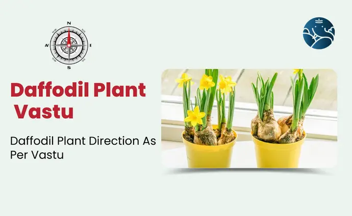 Daffodil Plant Vastu: Daffodil Plant Direction As Per Vastu