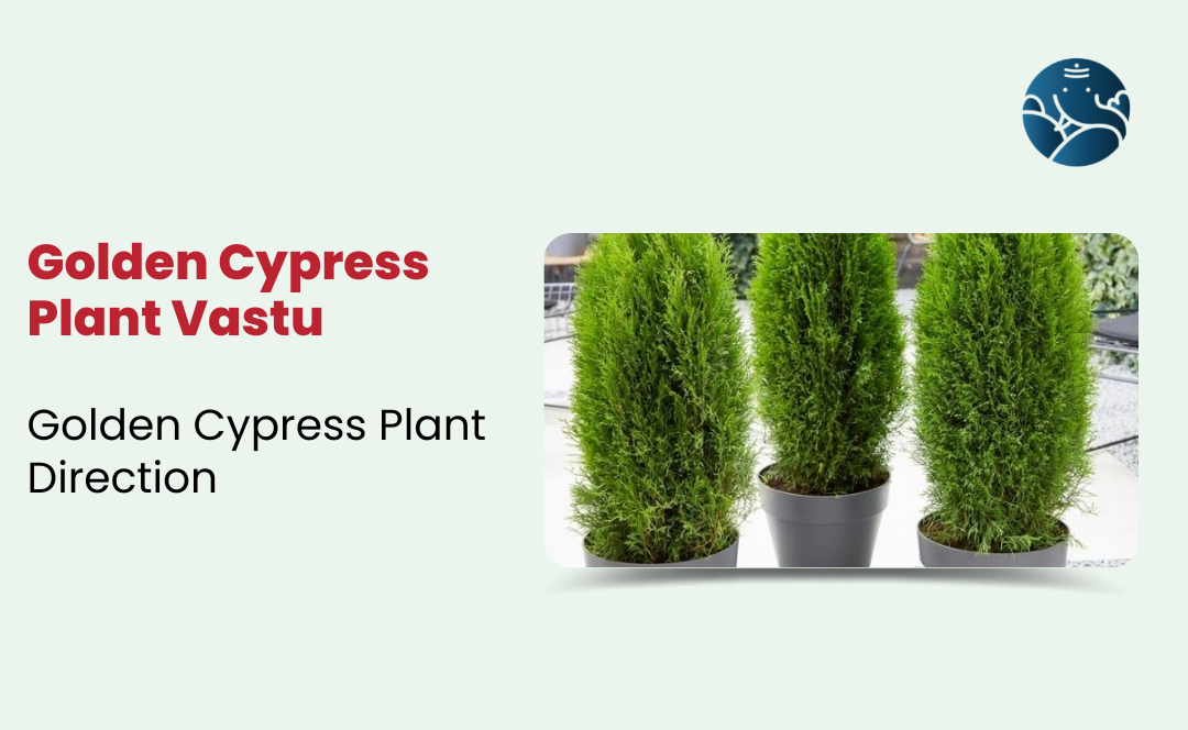 Golden Cypress Plant Vastu: Golden Cypress Plant Direction