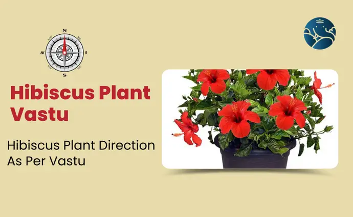 Hibiscus Plant Vastu: Hibiscus Plant Direction As Per Vastu