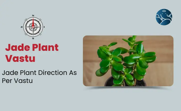 Jade Plant Vastu: Crassula Plant Direction As Per Vastu