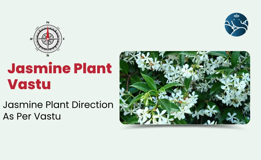 Jasmine Plant Vastu: Jasmine Plant Direction As Per Vastu