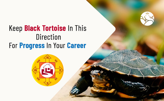 Keep Black Tortoise In This Direction For Progress In Your Career