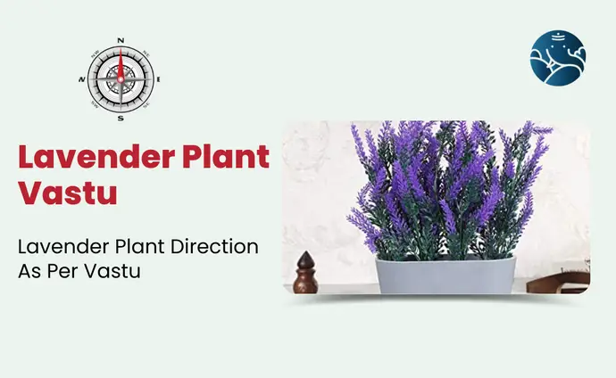 Lavender Plant Vastu: Lavender Plant Direction As Per Vastu