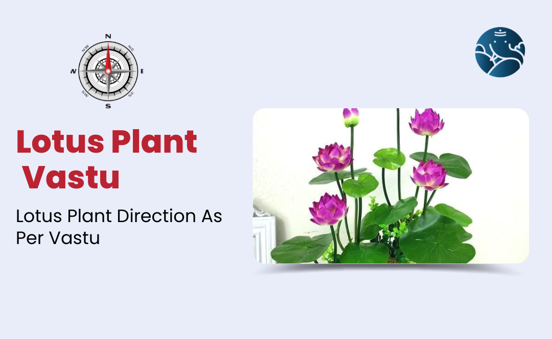 Lotus Plant Vastu: Direction Of Lotus Plant As Per Vastu