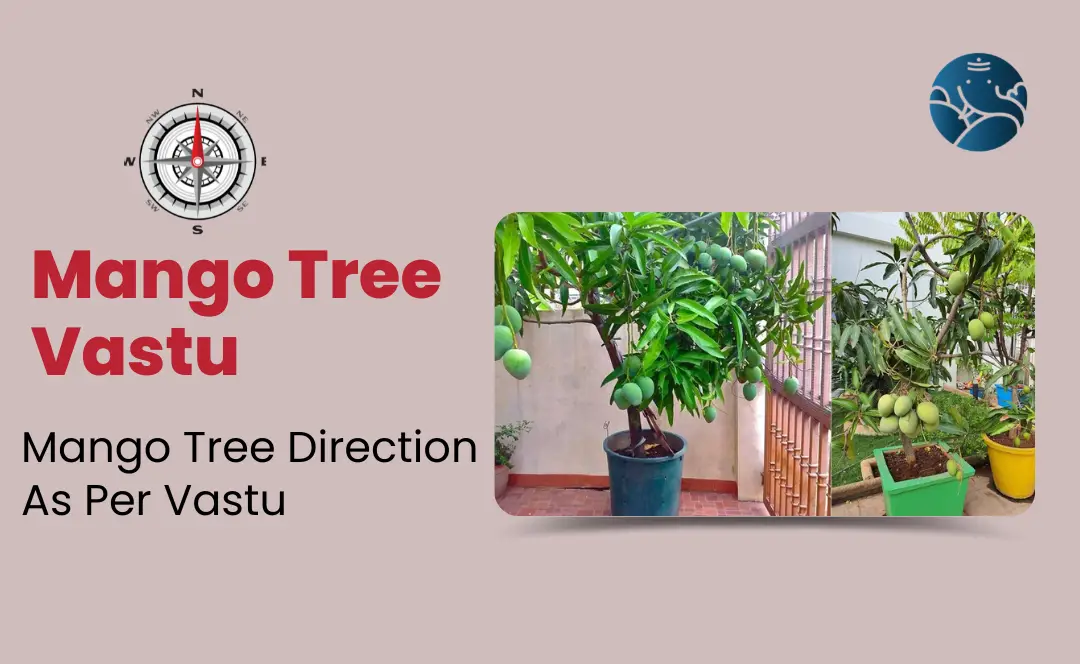 Mango Tree Vastu: Mango Tree direction as per Vastu