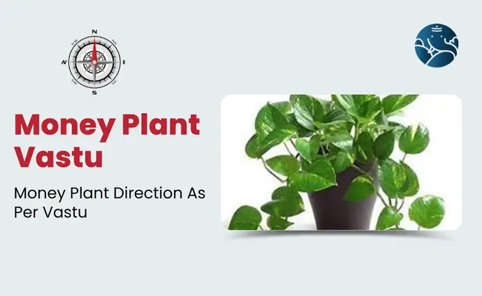 Money Plant Vastu: Money Plant Direction As Per Vastu