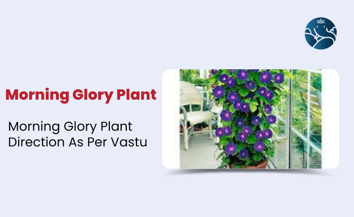 Morning Glory Plant: Morning Glory Plant Direction As Per Vastu
