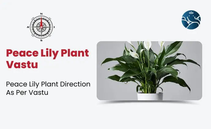 Peace Lily Plant Vastu: Peace Lily Plant Direction As Per Vastu