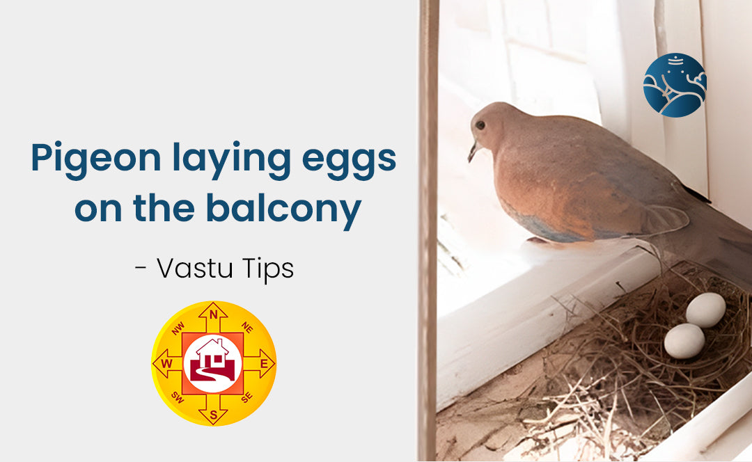 Pigeon Laying Eggs On The Balcony - Vastu Tips
