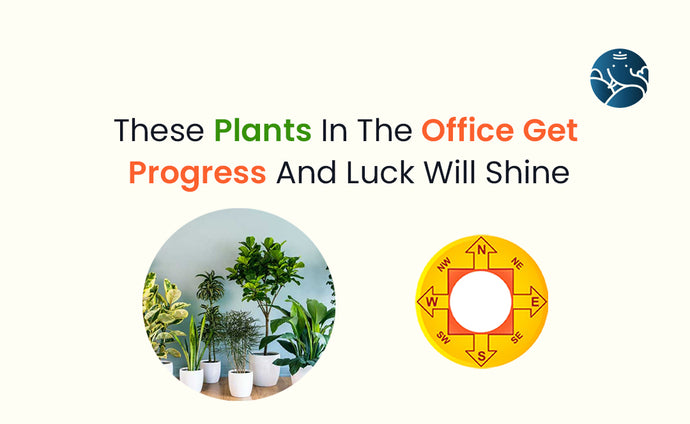 These Plants In The Office Get Progress And Luck Will Shine