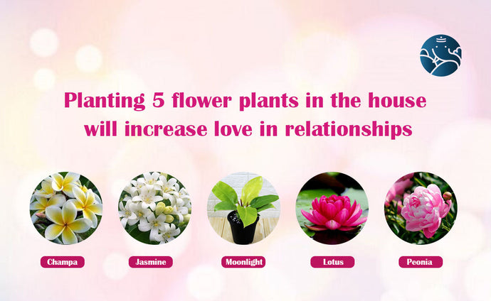 Planting 5 Flower Plants In The House Will Increase Love In Relationships