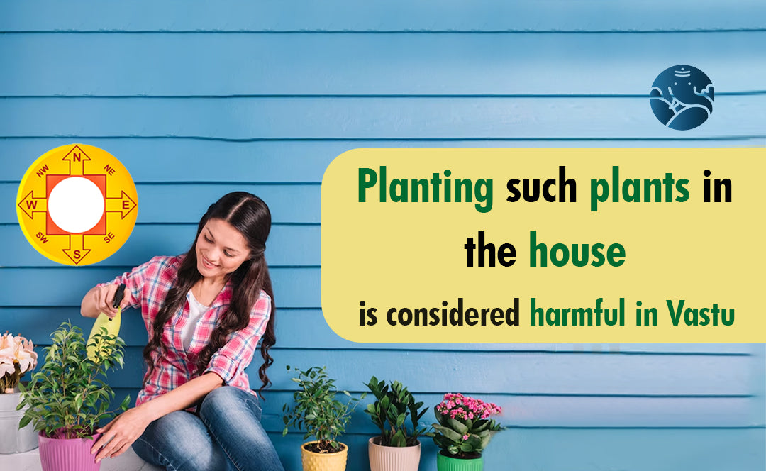 Planting Such Plants In The House Is Considered Harmful In Vastu