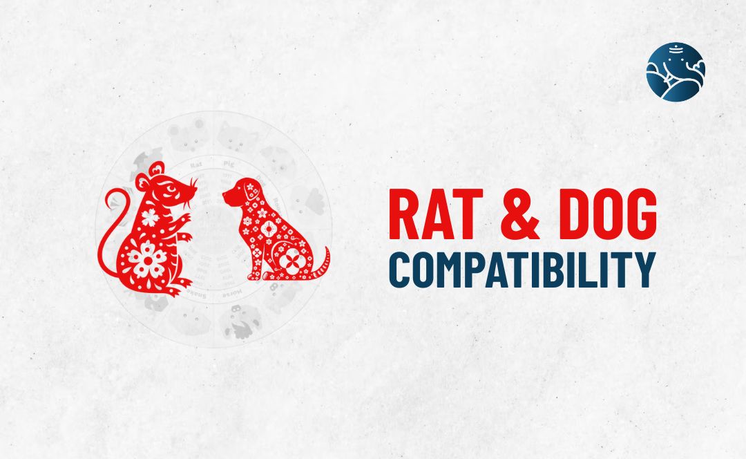 Rat and Dog Compatibility - Rat Dog compatibility