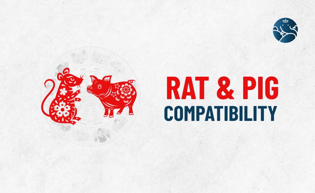 Rat and Pig Compatibility - Rat Pig compatibility