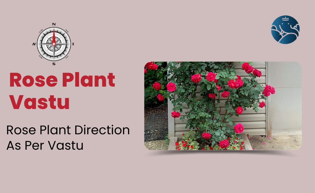 Rose Plant Vastu Rose Plant direction as per Vastu Bejan Daruwalla