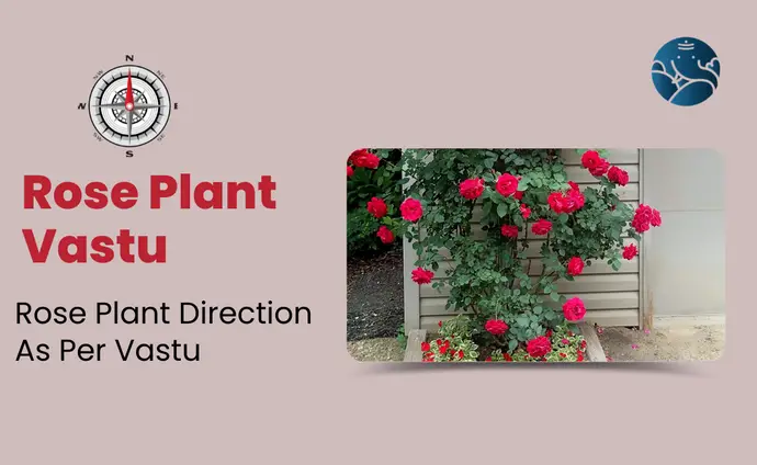 Rose Plant Vastu: Rose Plant direction as per Vastu