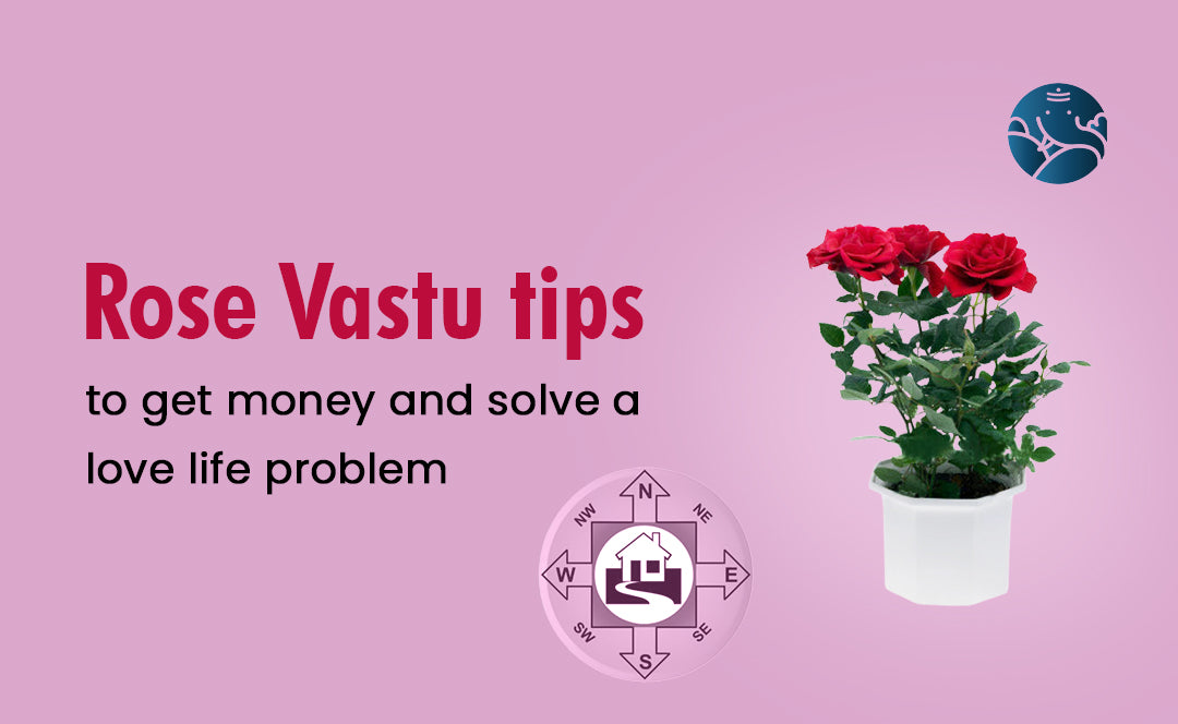 Rose Vastu Tips To Get Money And Solve A Love Life Problem