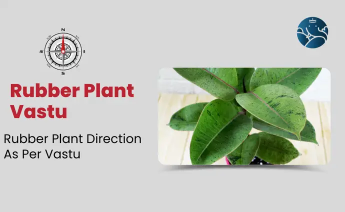 Rubber Plant Vastu: Rubber Plant Direction As Per Vastu