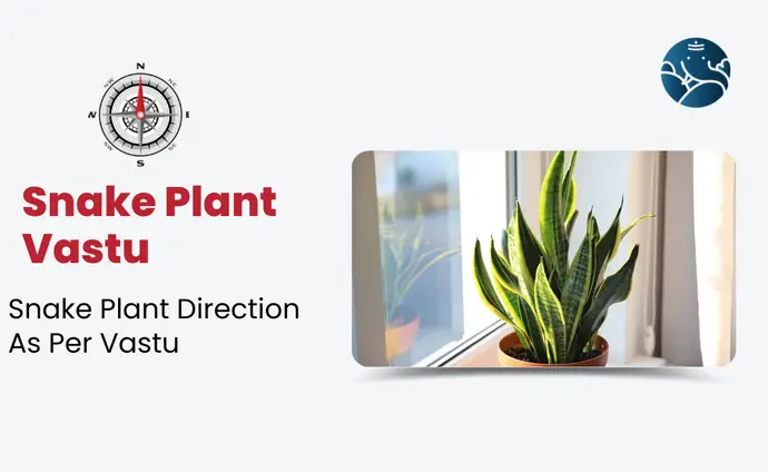 Snake plant Vastu: Snake plant direction as per Vastu