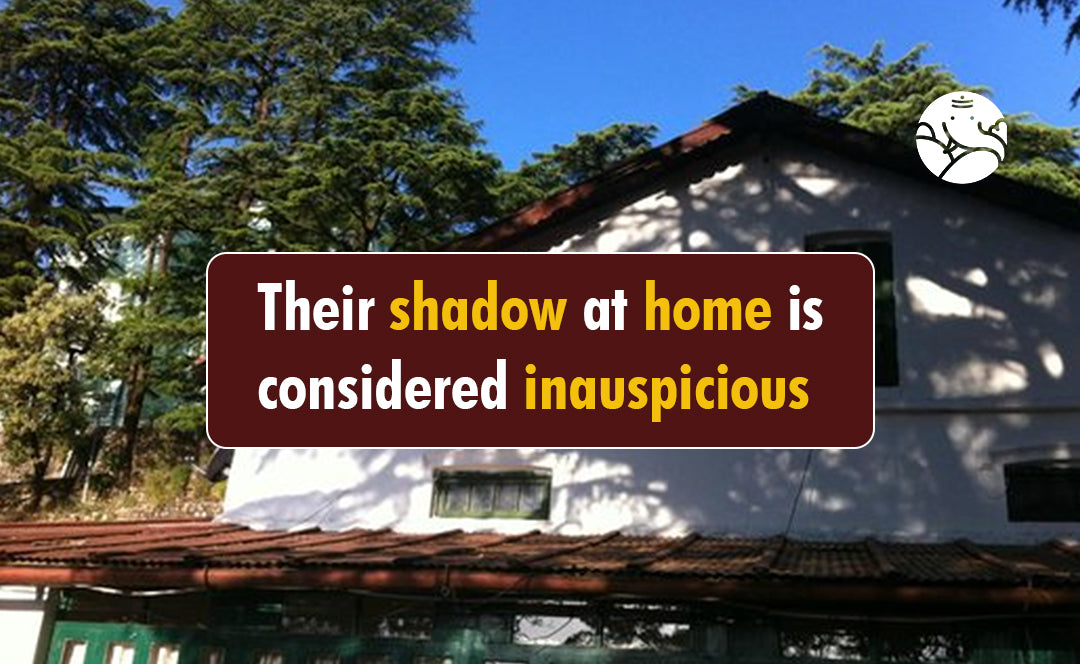 Their Shadow At Home Is Considered Inauspicious