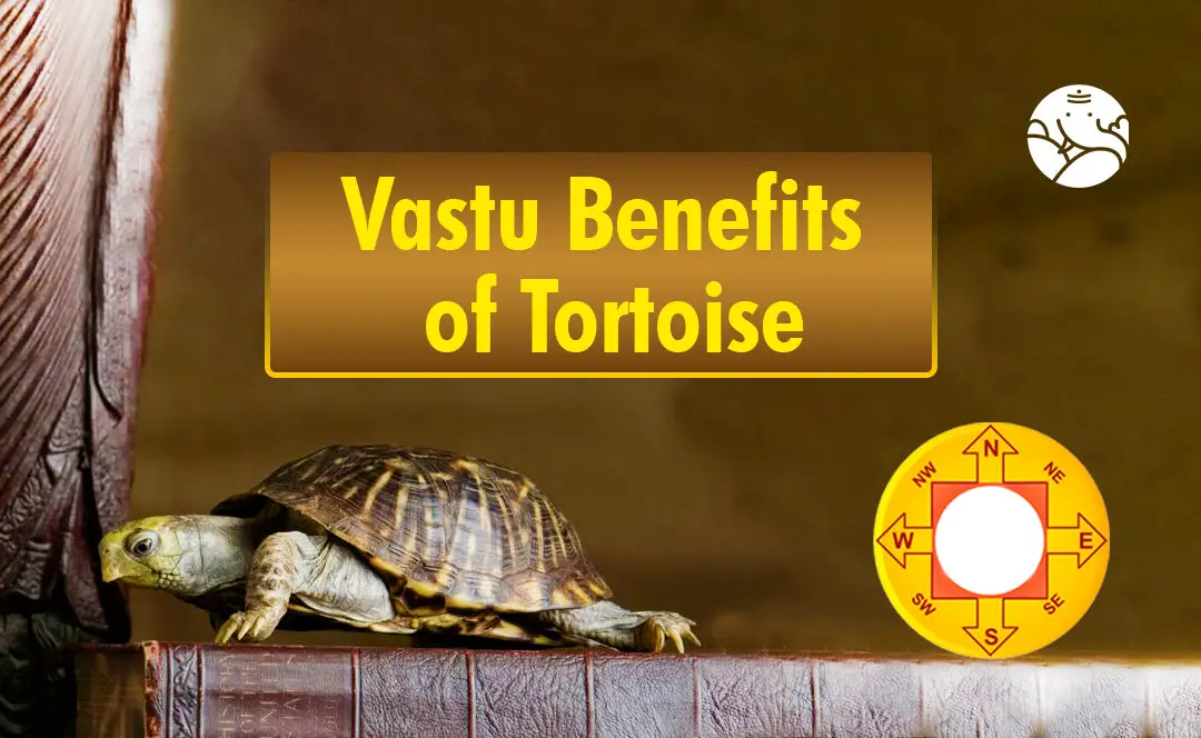 Vastu Benefits of Tortoise