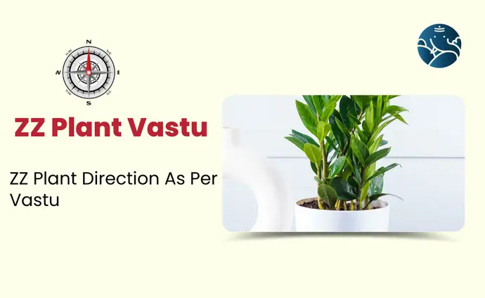 ZZ Plant Vastu: Zanzibar Gem Plant direction as Per Vastu