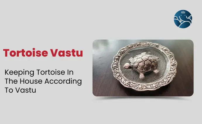 Tortoise Vastu: Keeping Tortoise In The House According To Vastu