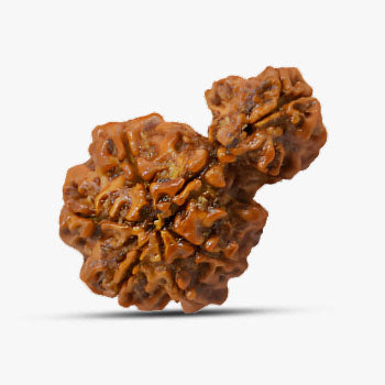 Savar Rudraksha